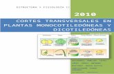 CORTES TRANSVERSALES EN PLANTAS MONOCOTILEDÓNEAS Y DICOTILEDÓNEAS