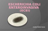 Escherichia coli enteroinvasiva