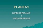 Plantas Gimnospermas-Angiospermas-Hongos