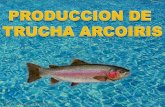 Produccion de Trucha Arcoiris