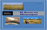 Cadena de Arroz en Nicaragua