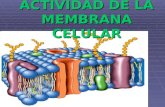 Actividad de La Membrana Celular