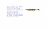 Ac Fish 04 Pesca de La Corvina