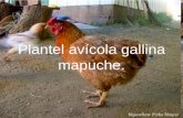 Plantel avícola gallina mapuche subir