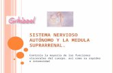 Sistema nervioso autónomo y la medula suprarrenal cap 60