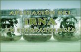 iRNA in phytopathology