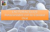 lactobacilos en la cavidad oral