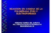 Pcr y Electroforesis Biociencias 2011