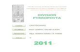 informe 4 cripto - pyrrophytas