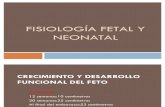 Fisiología fetal y neonatal, lab de fisiologia