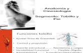 Anatomia Definitiva Tobillo y Pie
