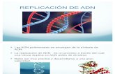 Genetica Replicacion de ADN