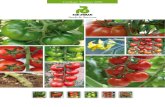 folleto tomate 2008