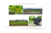Documento Viticultura en Nicaragua