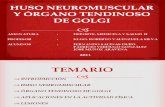 HUSO NEUROMUSCULA Y ÓRGANO TENDINOSO DE GOLGI