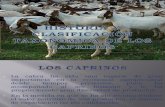 HISTORIA Y CLASIFICACIÓN TAXONÓMICA DE LOS CAPRINOS