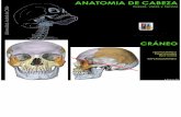 Head anatomy Anatomía de cabeza Univesidad Austral de Chile