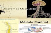 Sx Medulares