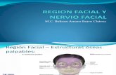 Region Facial y Nervio Facial 1223175506407030 8