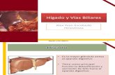 Anatomía de Abdomen : Hígado y Vías Biliares