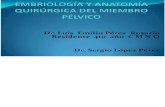 46 - Embriología y Anatomía Quirúrgica del Miembro Pélvico