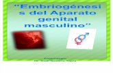 Embriogénesis del Aparato genital masculino