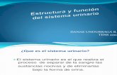 Estructura y    función del aparato urinario