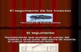 El Tegumento de Los Insectos