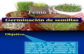 Tema 24. Germinacion y Dormicion de Las Semillas Bis (1)