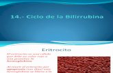 1.- Ciclo de La Bilirrubina