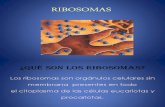 RIBOSOMAS presentacion