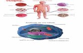Biologia: Organelos-celulares