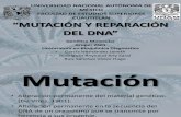 MUTACIONES, CAUSAS Y MECANISMOS Y REPARACIÓN deL DNA. (FINAL)