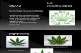 Efectos Biológicos de la Marihuana