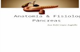 Anatomía & Fisiología del Páncreas