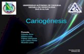 Cario Genesis