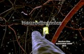 neurodinamica ucinf 2012