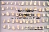 1° clase generalidades antomia dentaria-1