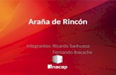 ARAÑA DE RINCON ppt