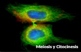 Meiosis y Citocinesis