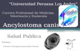Ancylostoma Canis