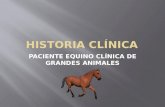 historia clinica Equino