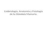 7.2 - Embriología, Anatomía y Fisiología de la Glándula