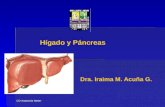 10.) Glándulas Anexas al Aparato Digestivo, Hígado y Vías Biliares, Páncreas - Prof. Iraima Acuña
