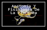 Anatomia y Fisiologia de La Placenta