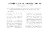 Biosintesis de Aminoacidos en Escherichia Coli