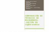 Cultivo de Tejidos- Coffea Arabica