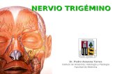 Trigemino Trigeminal Nerve