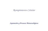 Rompimiento_Celular_introduccion Separación y Procesos Biotecnológicos