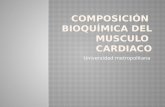 Composición  bioquímica del musculo  cardiaco